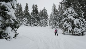 Oben im lichten Wald.