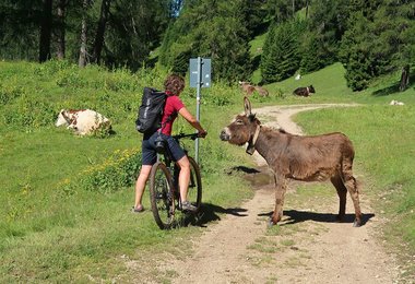 Beim Zustieg mit dem Bike liegt der Trad Zero 24 von Ortovox gut am Rücken an.